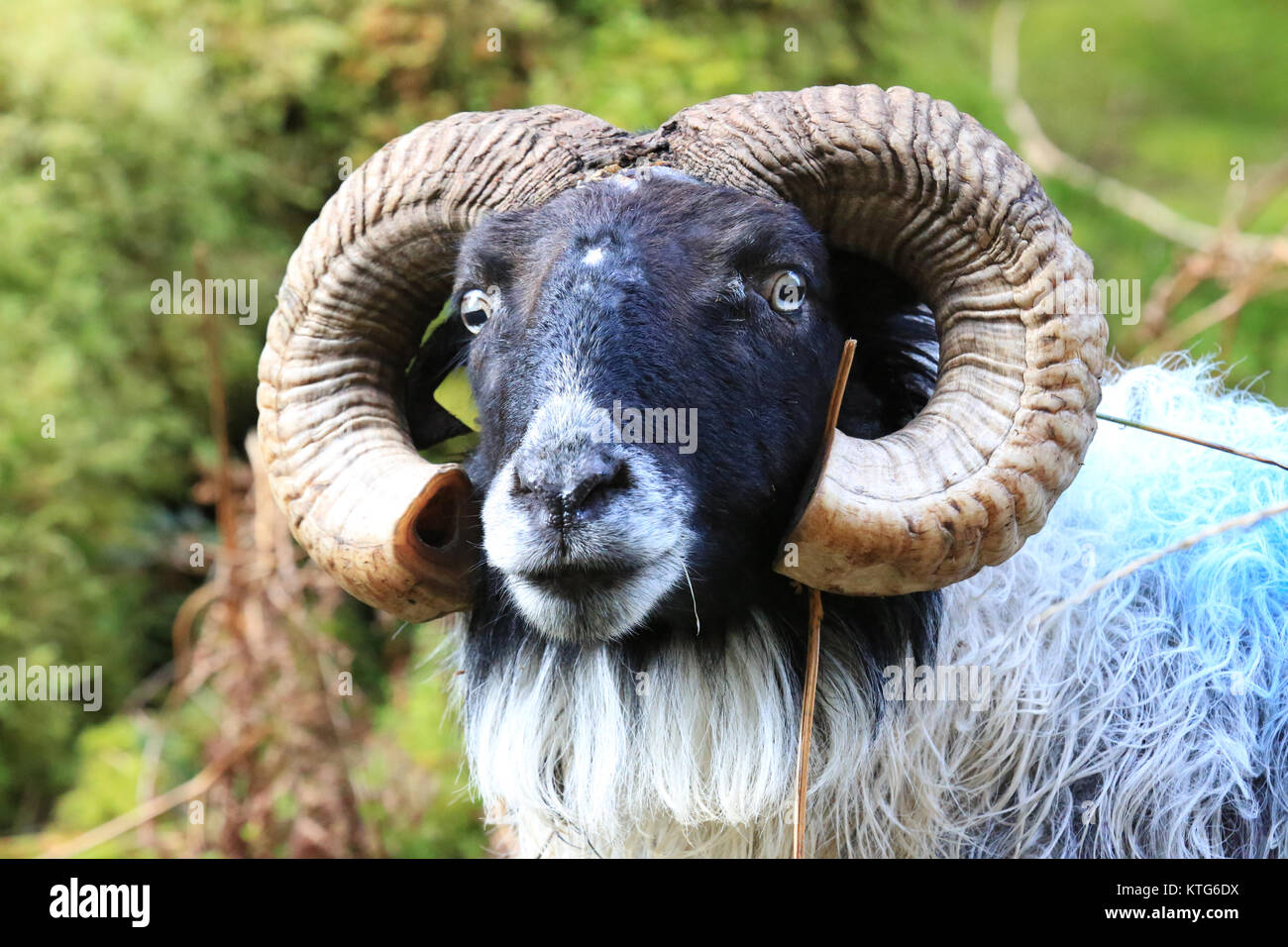 Ram moutons en habitat naturel en Irlande Banque D'Images