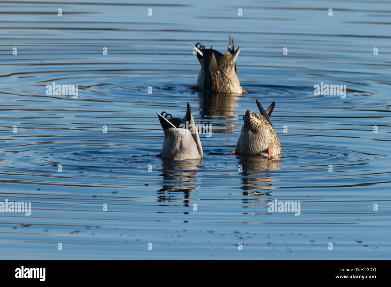 Trois à l'envers sur l'alimentation des canards colvert Pond phare au lever du soleil, heures dans les zones humides Zone naturelle, Cape May, New Jersey New Jersey du Sud. Banque D'Images
