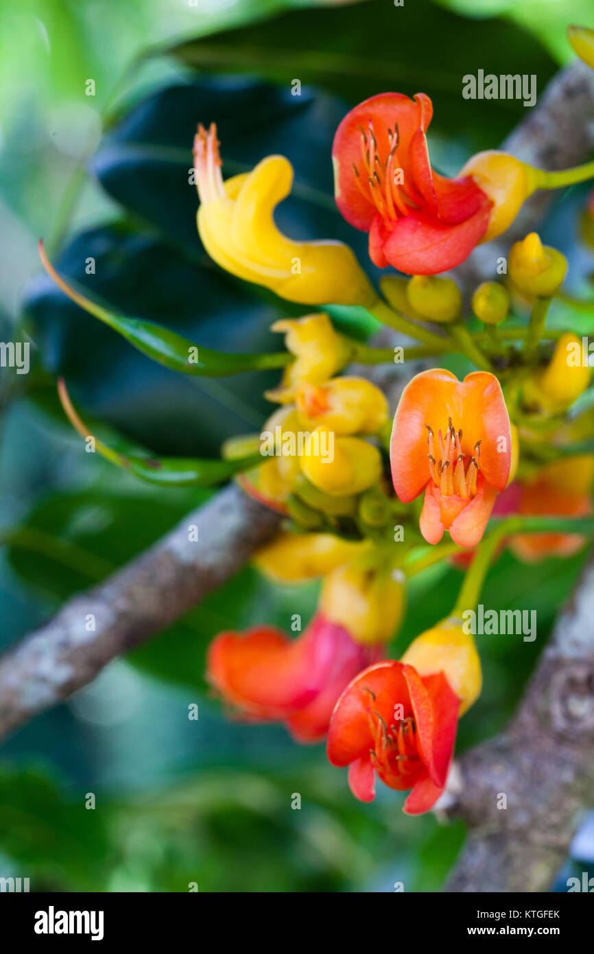 Le haricot noir (fleurs) Moyen Castanospermum australe et les coupelles de semences. Septembre 2017. Cow Bay. Parc national de Daintree. Le Queensland. L'Australie. Banque D'Images