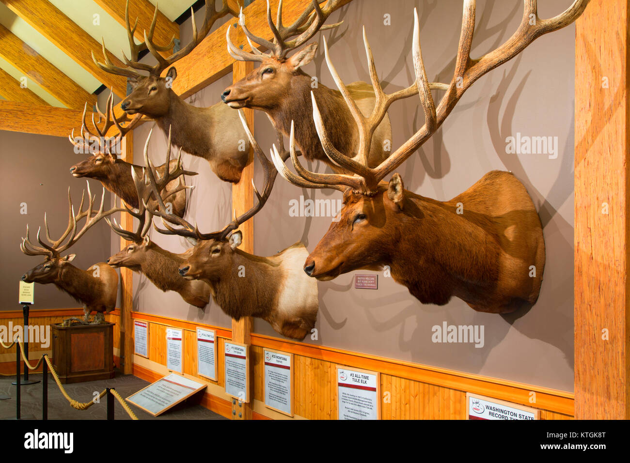 Trophy Elk Display, Elk Country Visitor Centre, Missoula, Montana Banque D'Images