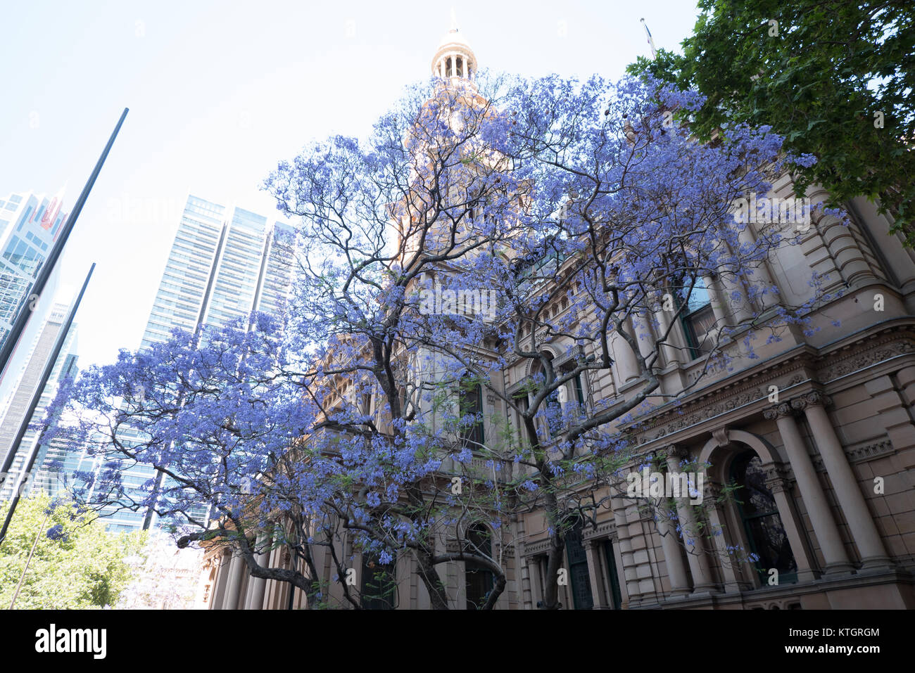 Fleurs de mauve jacaranda à Sydney Banque D'Images