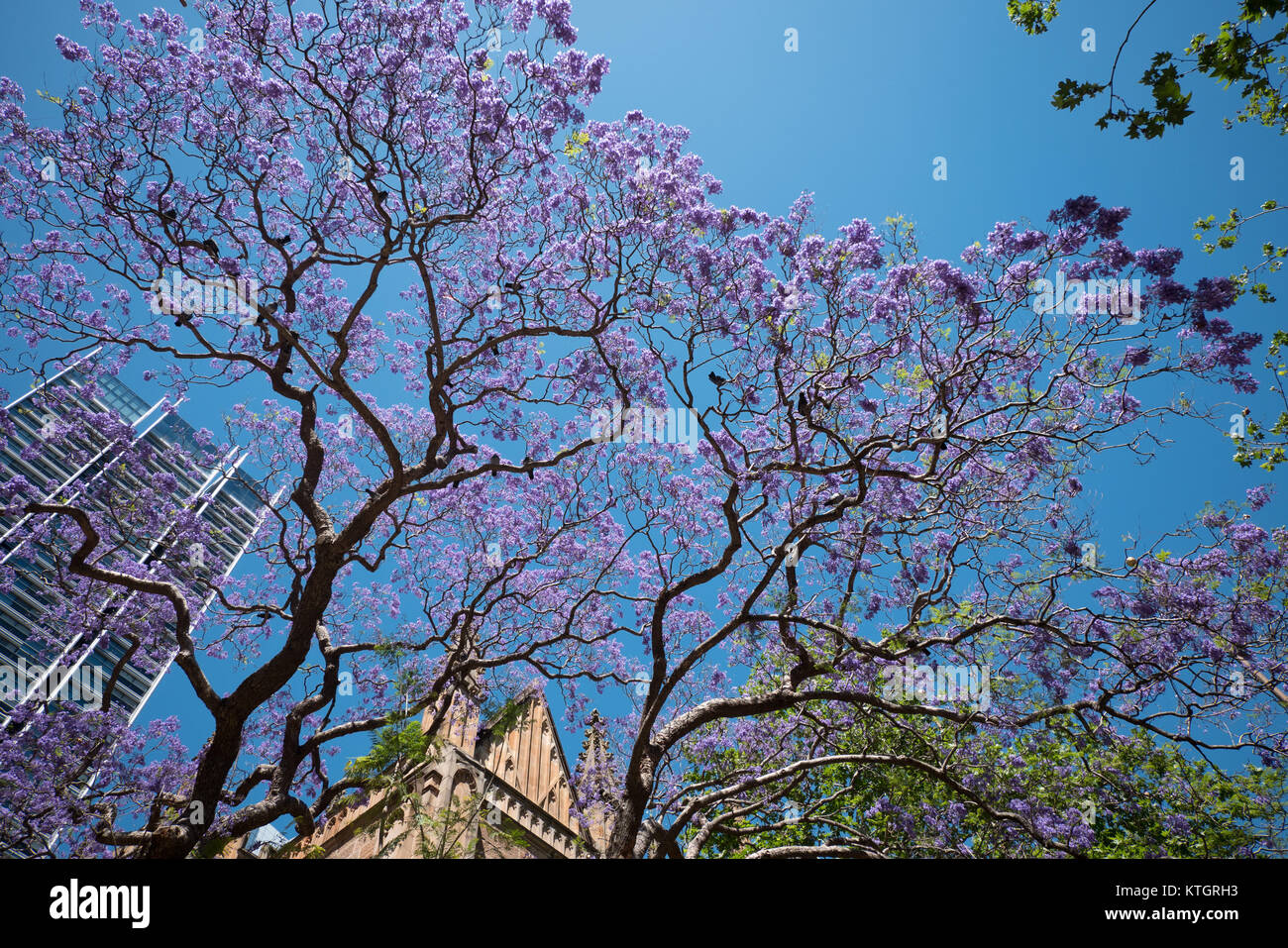 Fleurs de mauve jacaranda à Sydney Banque D'Images