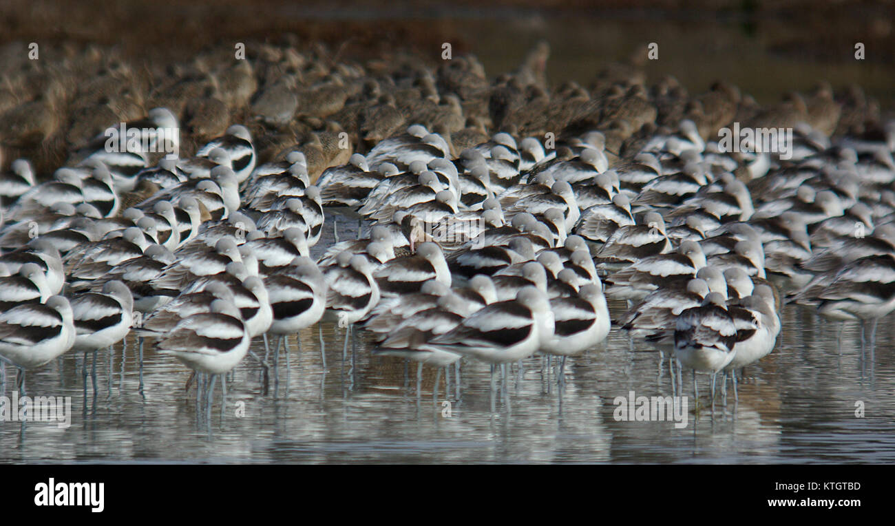 L'Avocet américain est une espèce d'échassier connue pour ses longues pattes distinctives, son bec courbé et son plumage noir et blanc saisissant, que l'on trouve couramment dans les zones humides. Banque D'Images