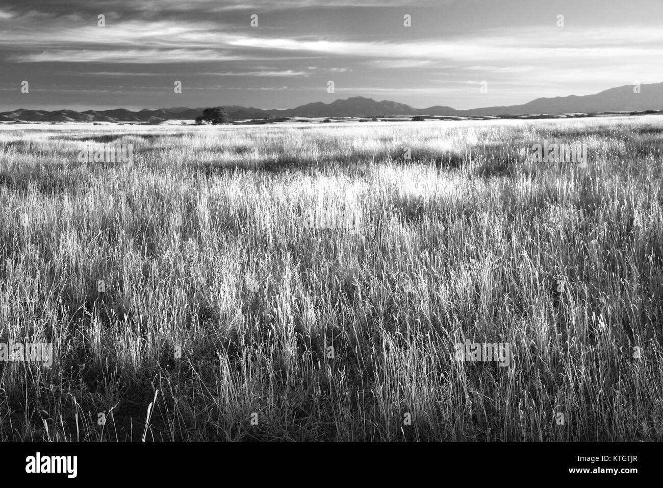 Les prairies de la vallée de San Rafael, situées au sud-est de la Patagonie, en Arizona, sont une zone naturelle connue pour ses diverses espèces végétales et animales. Cette région joue un rôle dans la préservation des écosystèmes des prairies du Sud-Ouest américain. Banque D'Images