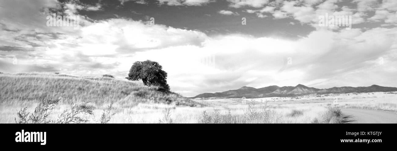 Les prairies de la vallée de San Rafael, situées au sud-est de la Patagonie, en Arizona, sont caractérisées par de vastes étendues de prairies et une variété d'espèces végétales et animales. Cette zone écologique est connue pour son importance dans la préservation des habitats naturels, soutenant une variété d'écosystèmes dans la région. Banque D'Images