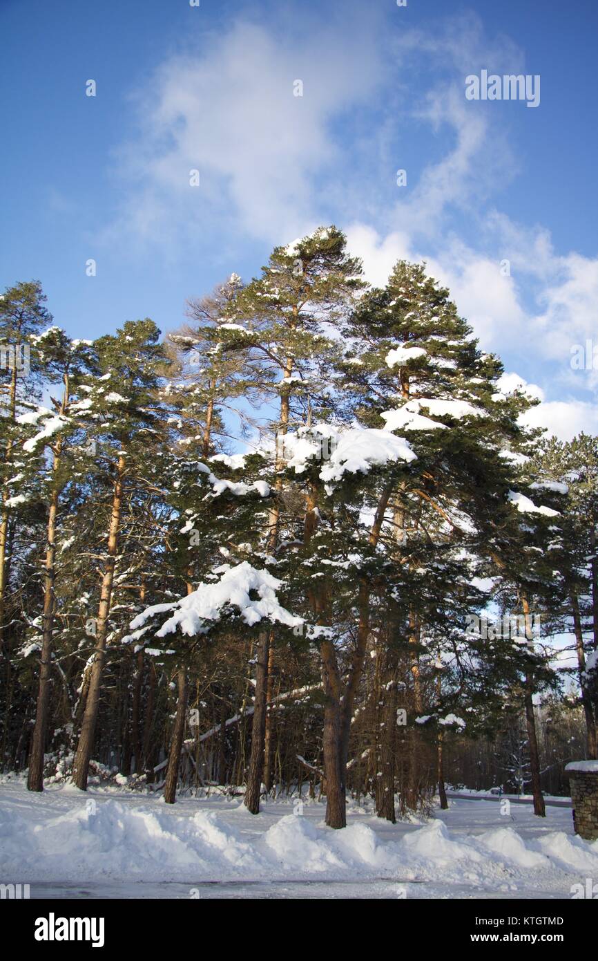 La lumière du jour extérieur recouvert d'arbres dans la neige avec semi-nuageux ciel bleu en arrière-plan à Chestnut Ridge Park in orchard Park, New York en Erie County Banque D'Images
