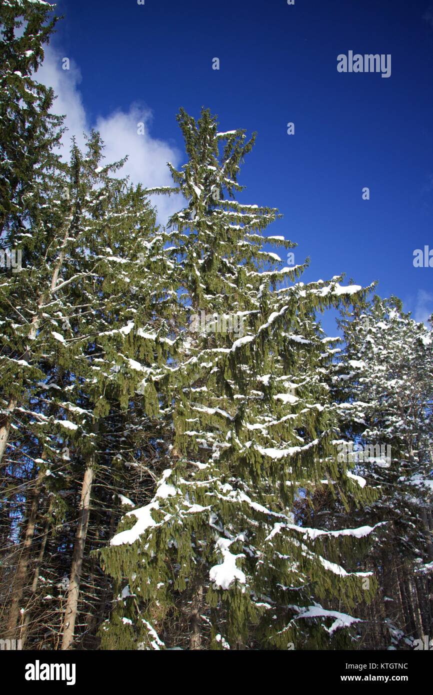 La lumière du jour extérieur recouvert d'arbres dans la neige avec semi-nuageux ciel bleu en arrière-plan à Chestnut Ridge Park in orchard Park, New York en Erie County Banque D'Images