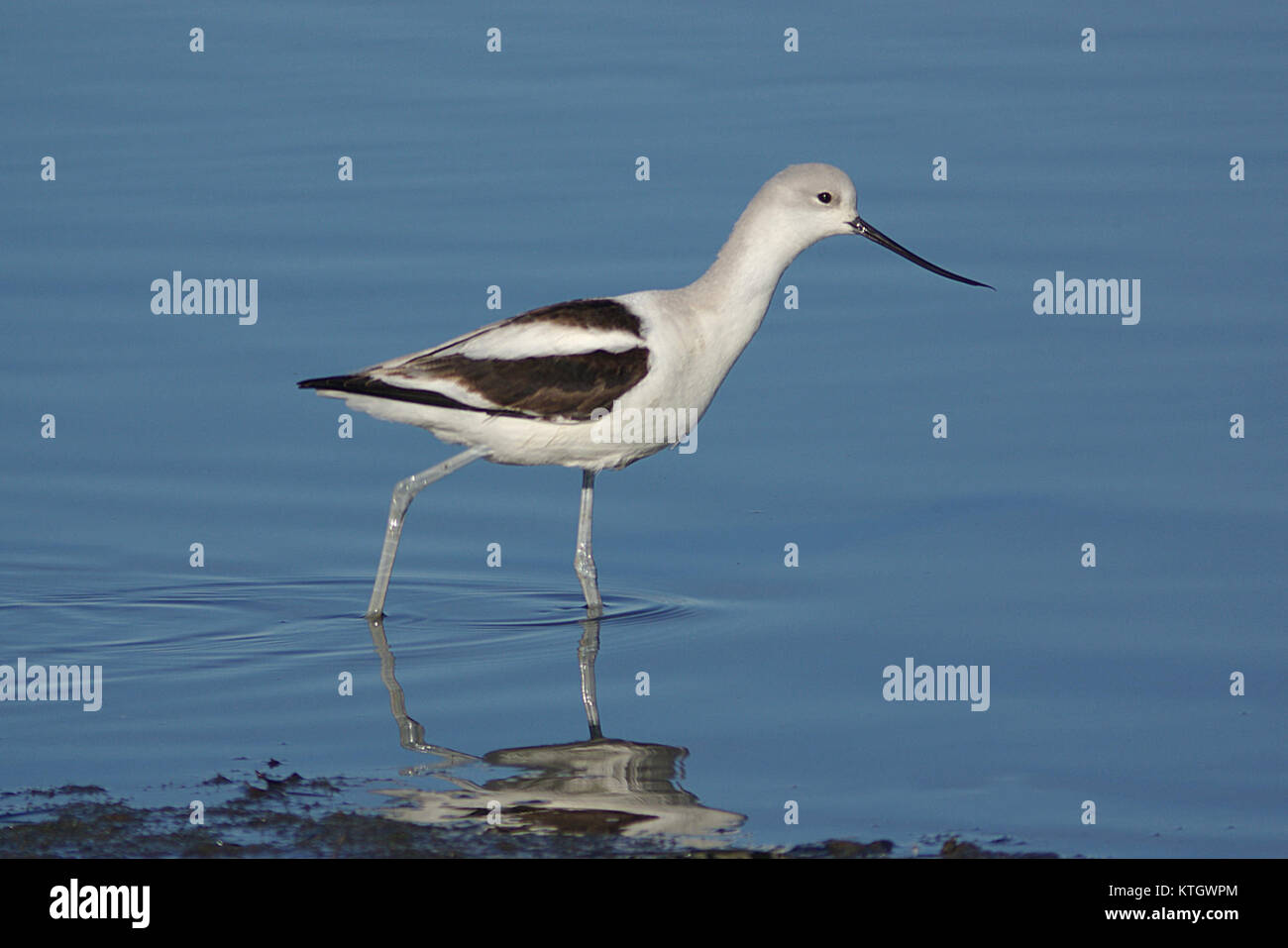 L'Avocet américain, représenté sur cette image, est un échassier distinctif connu pour son bec long et mince et son plumage noir et blanc saisissant. Cet oiseau est couramment trouvé en Amérique du Nord, surtout près des milieux humides. Banque D'Images