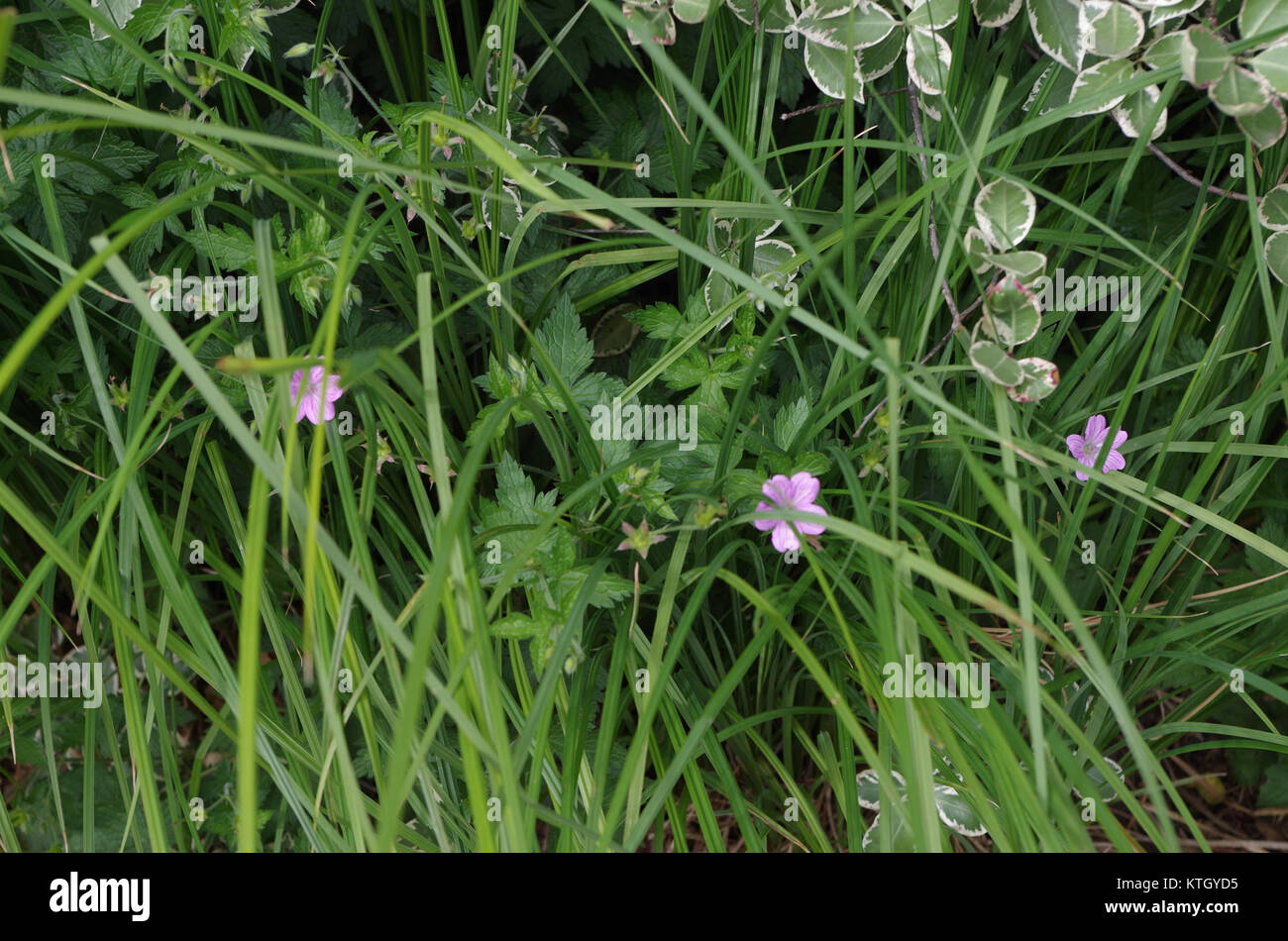 Le titre 'au bord du chemin 68' fait référence à un lieu ou une œuvre d'art, représentant éventuellement une scène ou un sujet près d'un chemin ou d'une route. Elle suggère une exploration de la nature ou d’un milieu rural, capturée par des moyens visuels ou littéraires. Banque D'Images