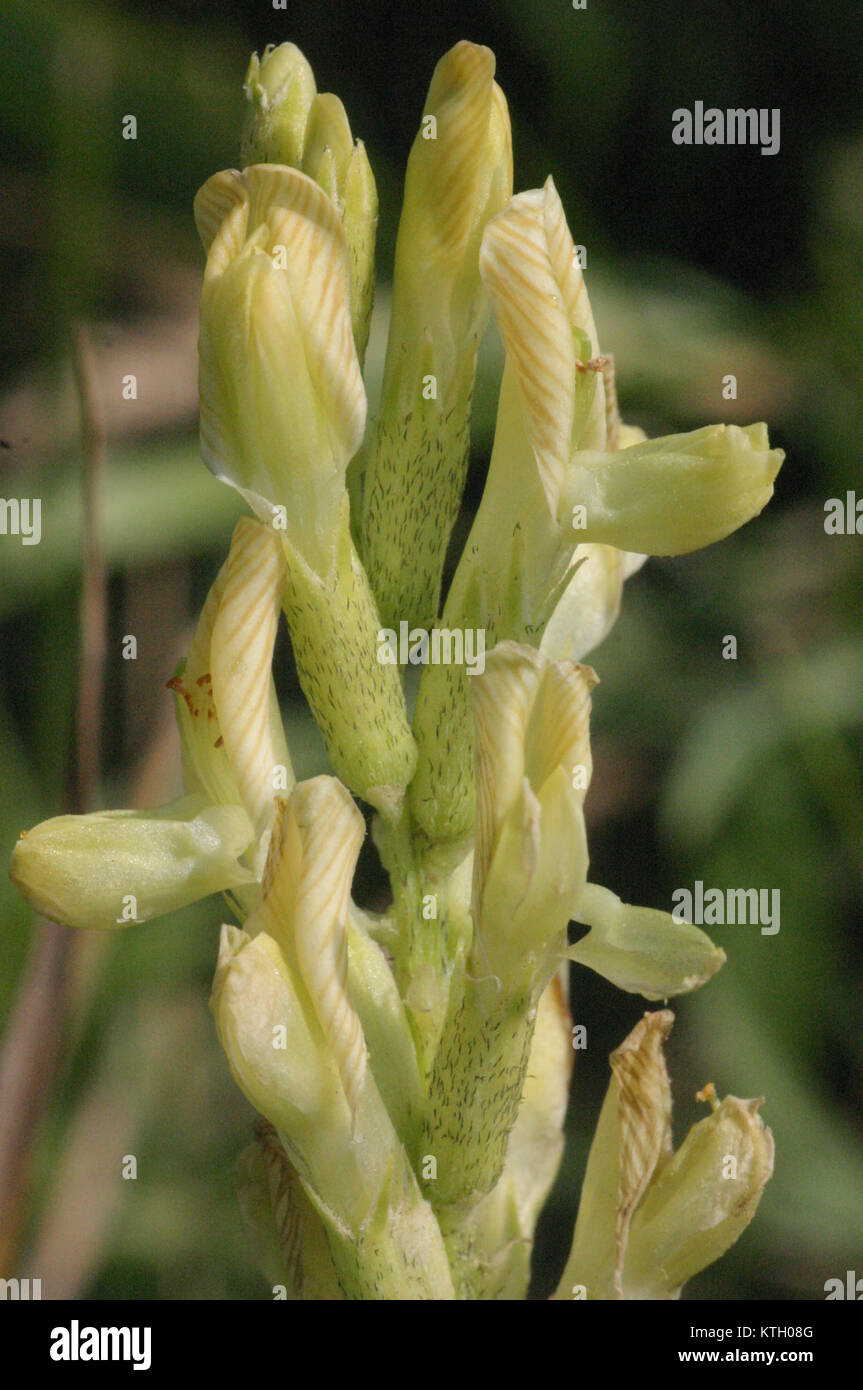Astragalus Asper, communément appelé Rau Tragant, est une espèce végétale connue pour ses propriétés médicinales. Il est utilisé en médecine traditionnelle pour ses bienfaits potentiels pour la santé, en particulier pour améliorer la fonction immunitaire. Banque D'Images