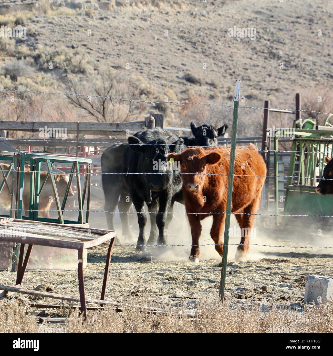 Les vaches dans le corral en attente de rendez-vous sur le terrain. Banque D'Images