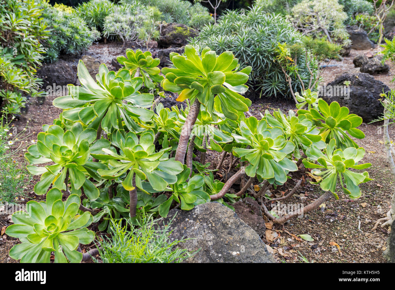 Magnifique rosette de aeonium undulatum avec de magnifiques feuilles vertes, plante sauvage endémique des îles de la Grande Canarie Banque D'Images
