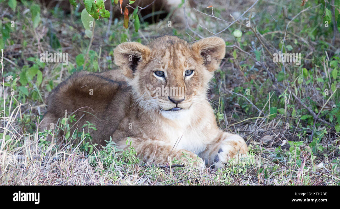 Seul lion (Panthera leo) assis dans l'herbe au Parc National du Masai Mara, Kenya Banque D'Images