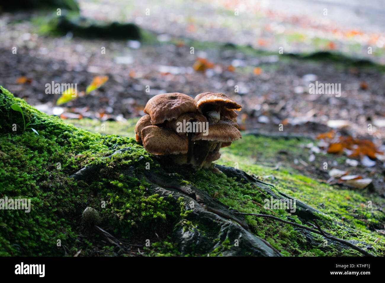 Photo prise tôt le matin de certains champignons sur les racines d'un arbre dans la forêt située aux Pays-Bas. Banque D'Images