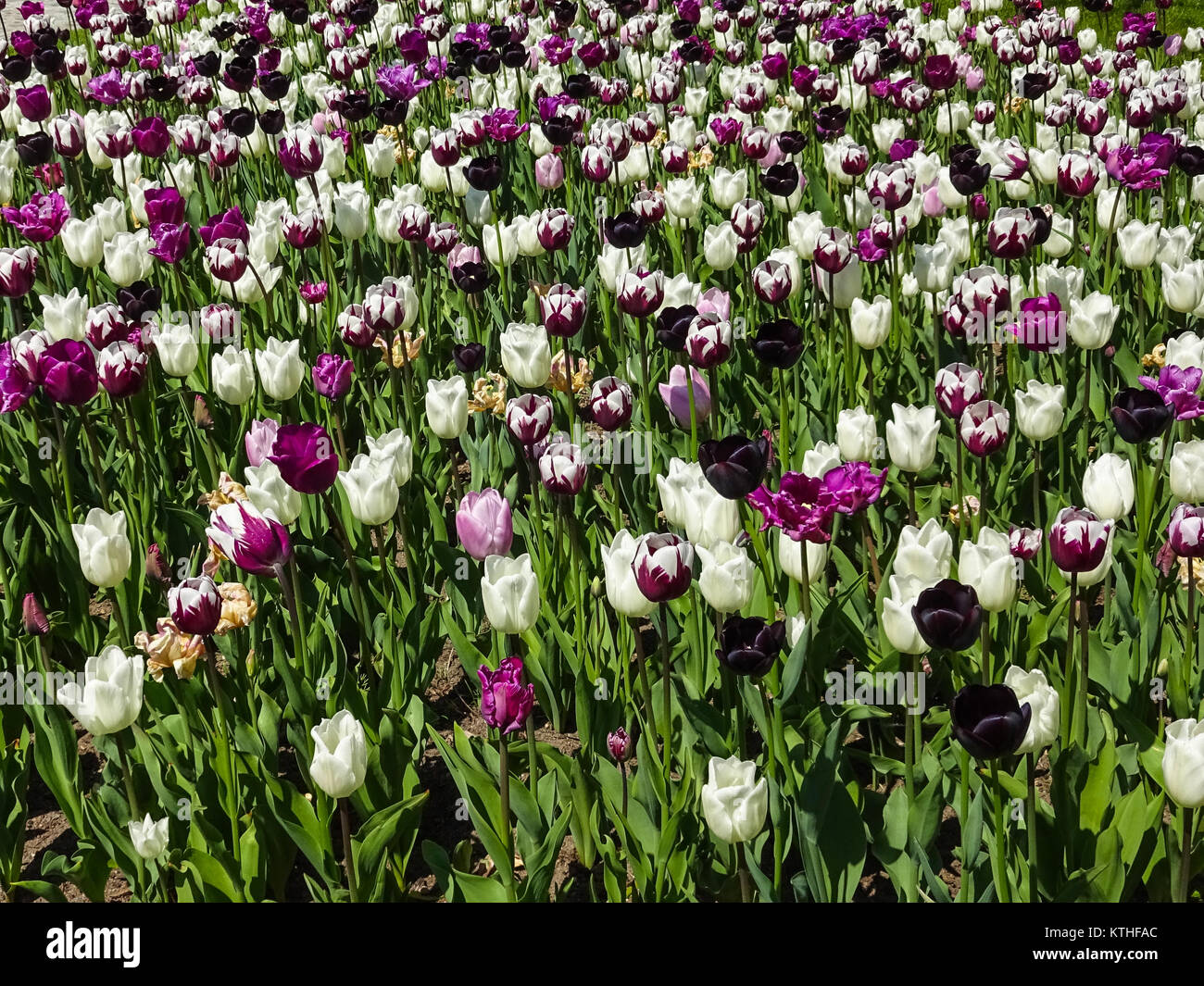Spring Flower meadow - champ de tulipes Banque D'Images