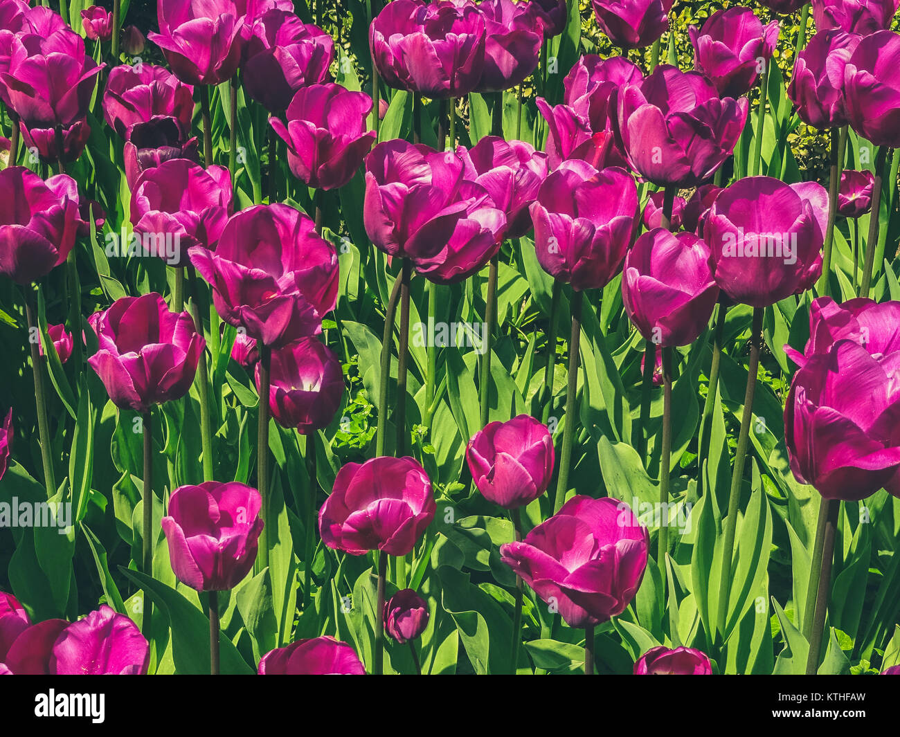 Champ de fleurs tulipes violet - beaucoup de fleurs on meadow Banque D'Images