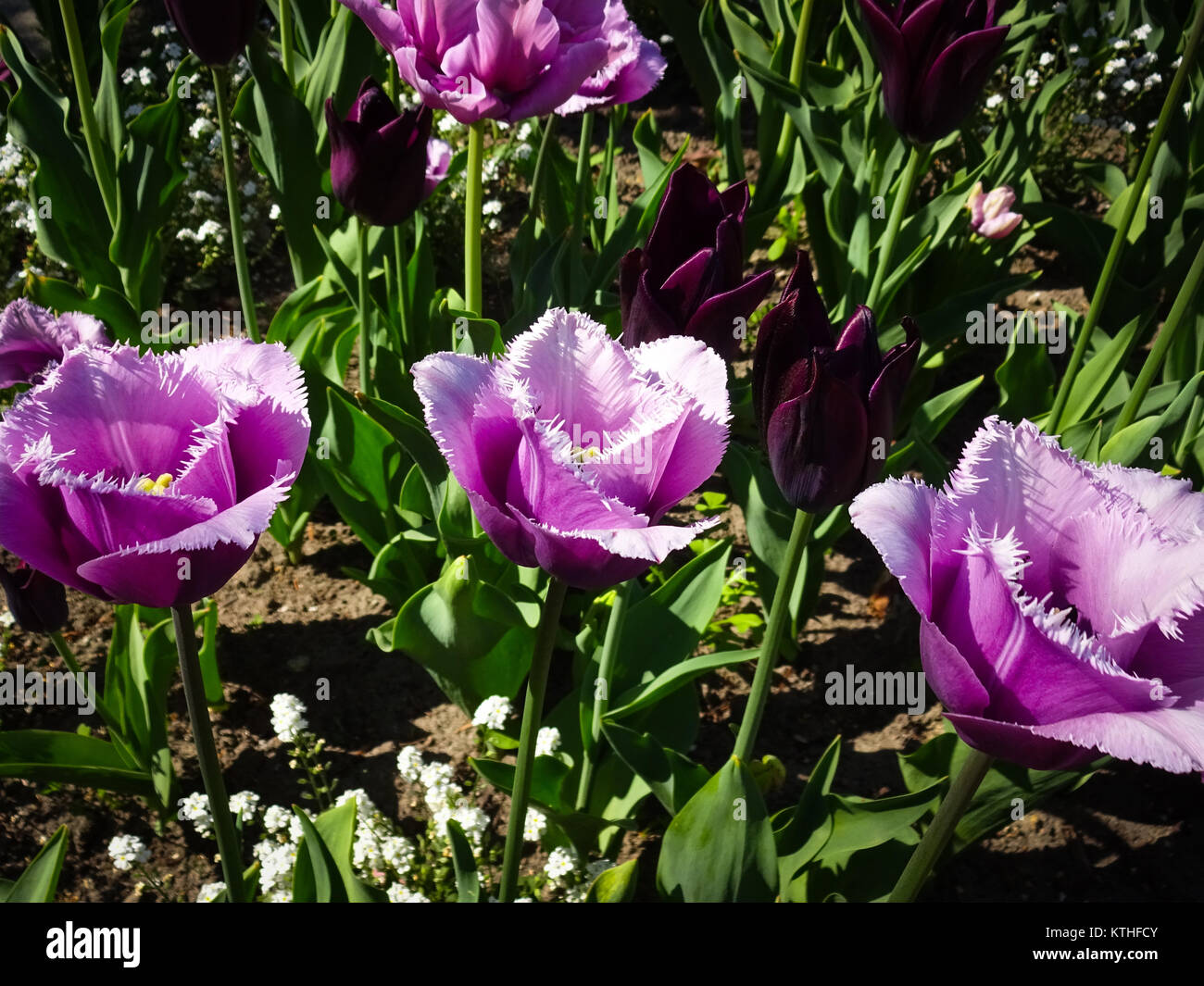 Tulipes violet, white tulip flowers in garden - Banque D'Images