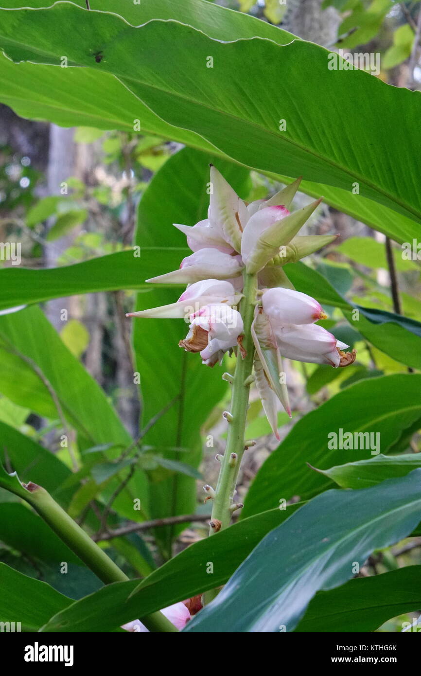 Alpinia zerumbet gingembre coquille, Banque D'Images