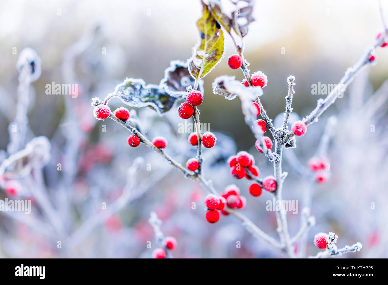 Gros plan macro de baies d'hiver rouge avec des feuilles à l'automne automne montrant le détail, de la texture et le motif avec gel neige lever de l'aube bokeh background en nous Banque D'Images