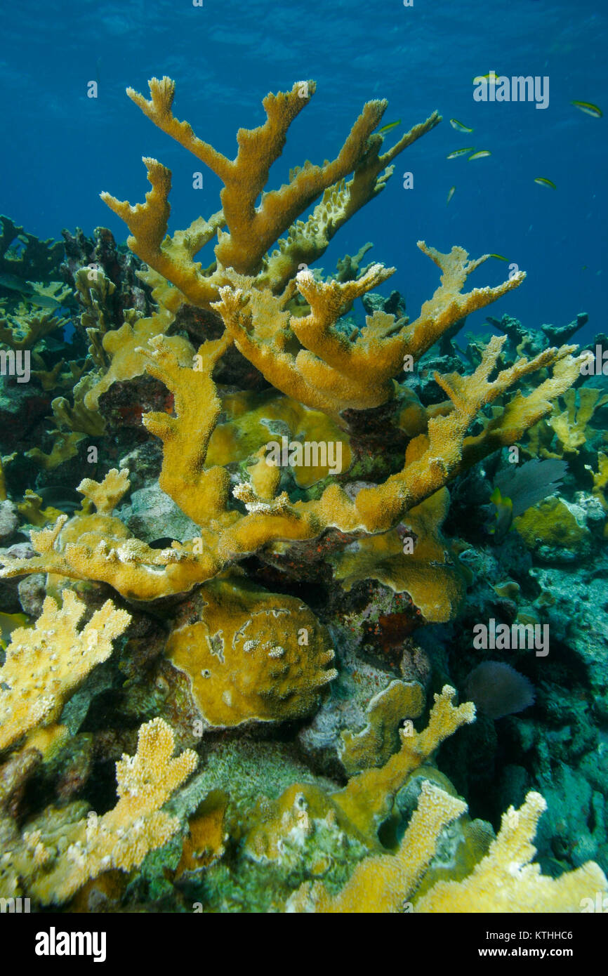 Elkhorn Coral, Florida Keys Banque D'Images