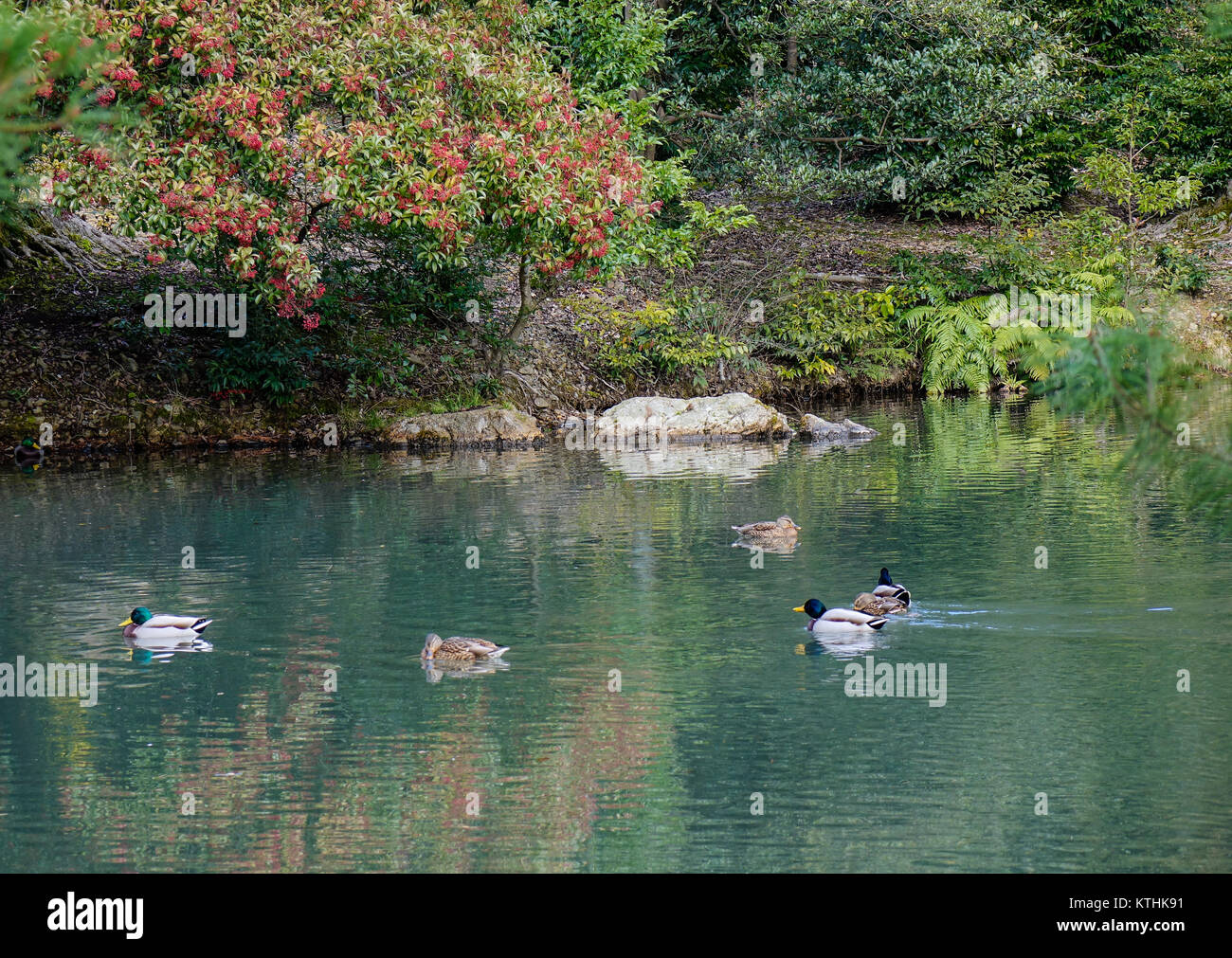 Les canards nagent sur l'étang au parc de la ville de Kyoto, au Japon. Banque D'Images