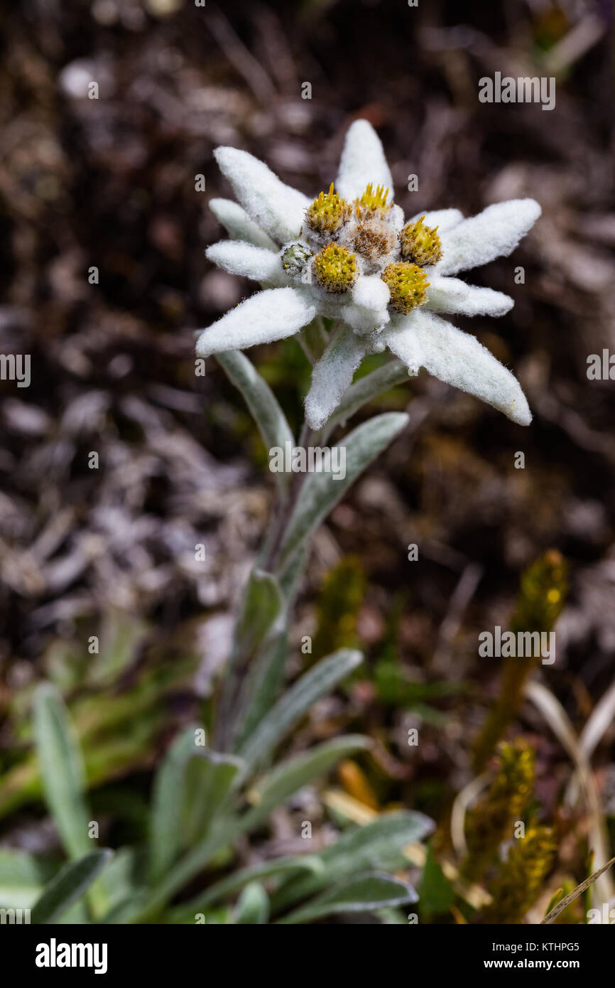 Leontopodium alpinum. Stella Alpina. Edelweiss. Fleur alpine dans les Dolomites. Alpes Italiennes. Banque D'Images