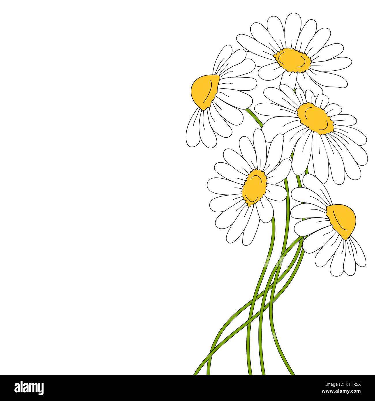 Belles marguerites sur fond blanc. Illustration de Vecteur