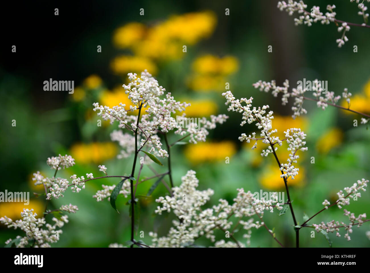 Artemisia lactiflora Guizhou,armoise blanche,fleurs, spray parfumé,musc,tiges rouge-brun,feuilles,ferny Maranta,orientale,leopard's bane, Banque D'Images