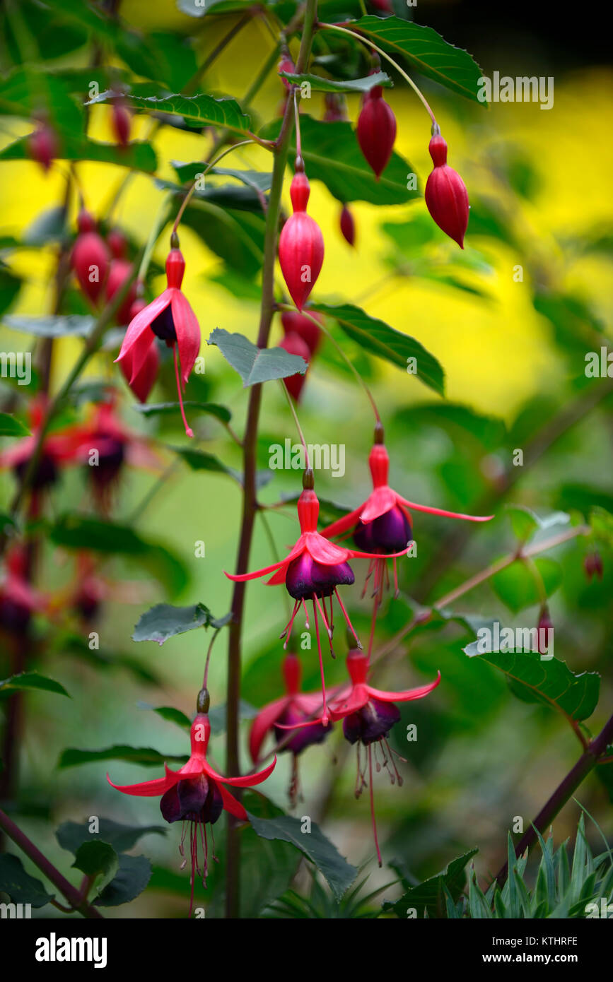 Fuchsia magellanica,rouge,violet,fleurs,fleurs,plantes,arbustes,arbustes,jardin,jardinage,jardins floraux,RM Banque D'Images