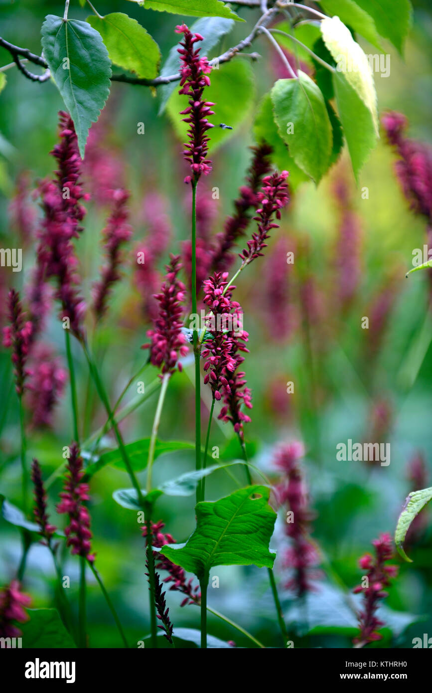Persicaria amplexicaulis Domino Gras, rouge, fleur, fleurs, floraison tardive ,,vivaces ,affichage couleur, couleur ,Floral RM Banque D'Images