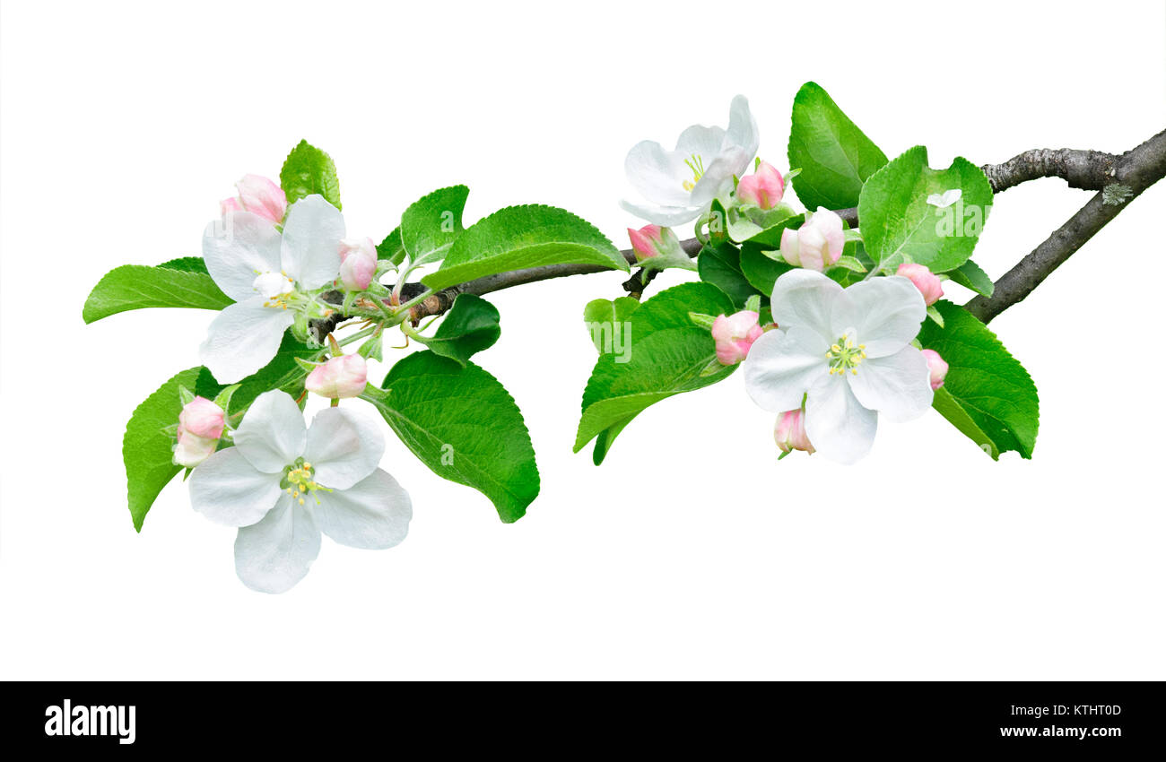 Pomme branche isolée. Branche de pommier avec des feuilles et fleurs isolé sur fond blanc avec clipping path Banque D'Images