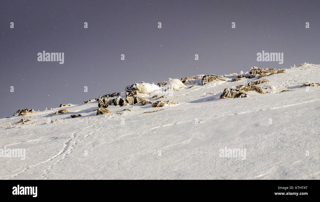 Deux Lagopèdes appréciant le soleil du matin dans les Alpes suisses. En hiver, le lagopède est couvert par une masse de plumes blanches qui se marient harmonieusement Banque D'Images