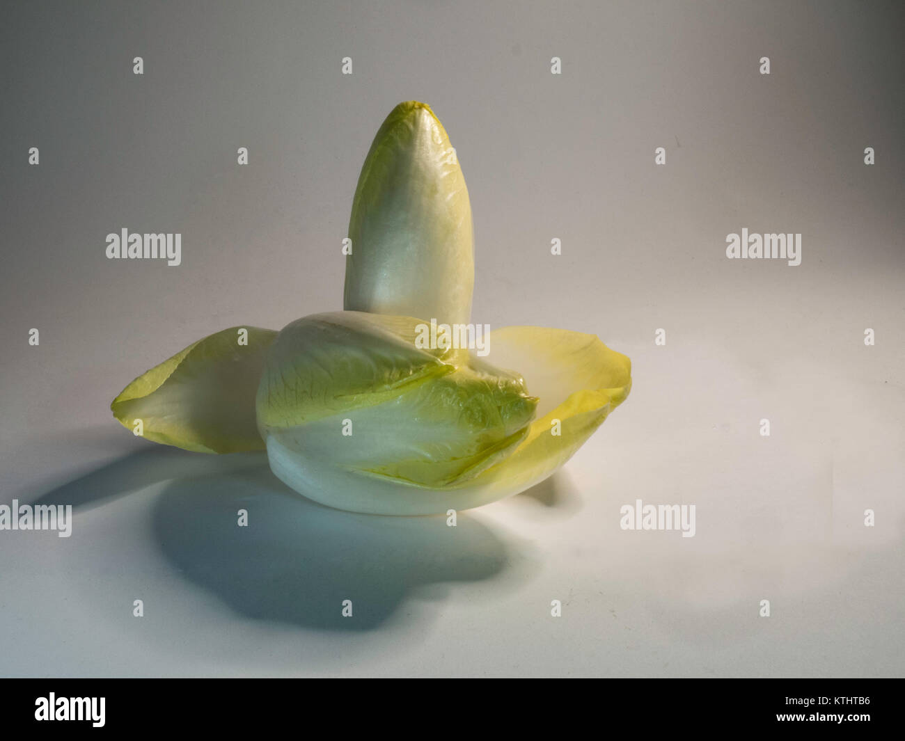 Les endives sur fond blanc. Banque D'Images