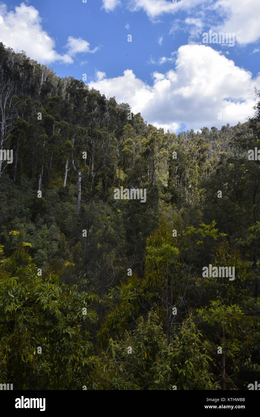 Melbourne, Australie. Déc 26, 2017. Une belle vue de Steavenson Falls à Victoria.Les chutes sont l'un des plus hauts à Victoria, avec cinq cascades, une descente totale de 122 mètres (400 ft). Credit : Mirza M. Hassan/Pacific Press/Alamy Live News Banque D'Images