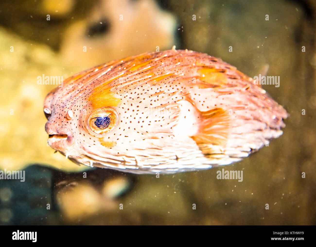 (Tetrasomus Thornback boxfish gibbosus) dans marine aquarium, de l'Australie. Banque D'Images