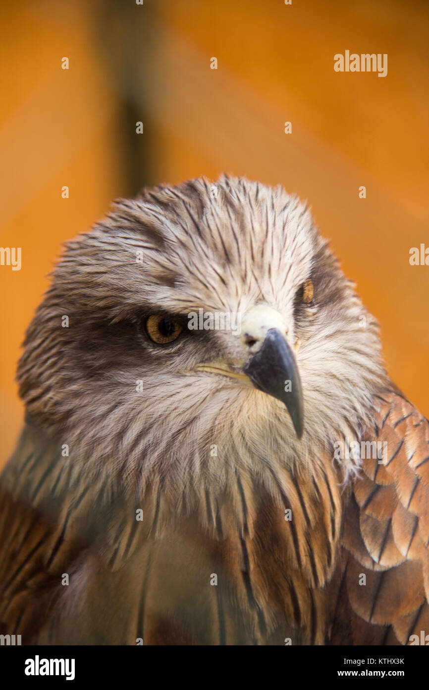 Les oiseaux blessés sont gardés dans le centre de réadaptation de l'UMA, dans le village d'Ananyevo, au Kirghizstan. Banque D'Images