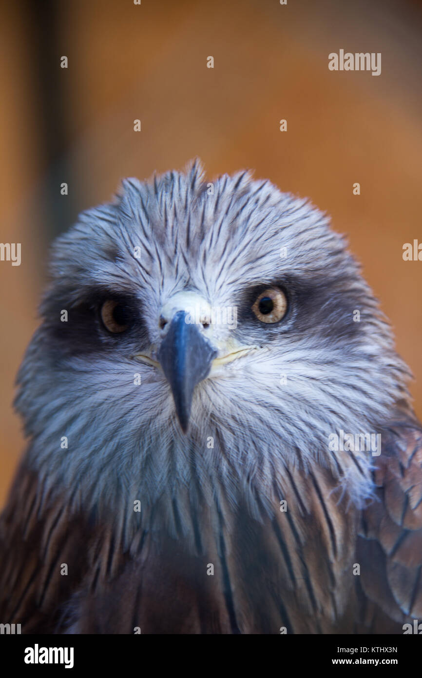 Les oiseaux blessés sont gardés dans le centre de réadaptation de l'UMA, dans le village d'Ananyevo, au Kirghizstan. Banque D'Images