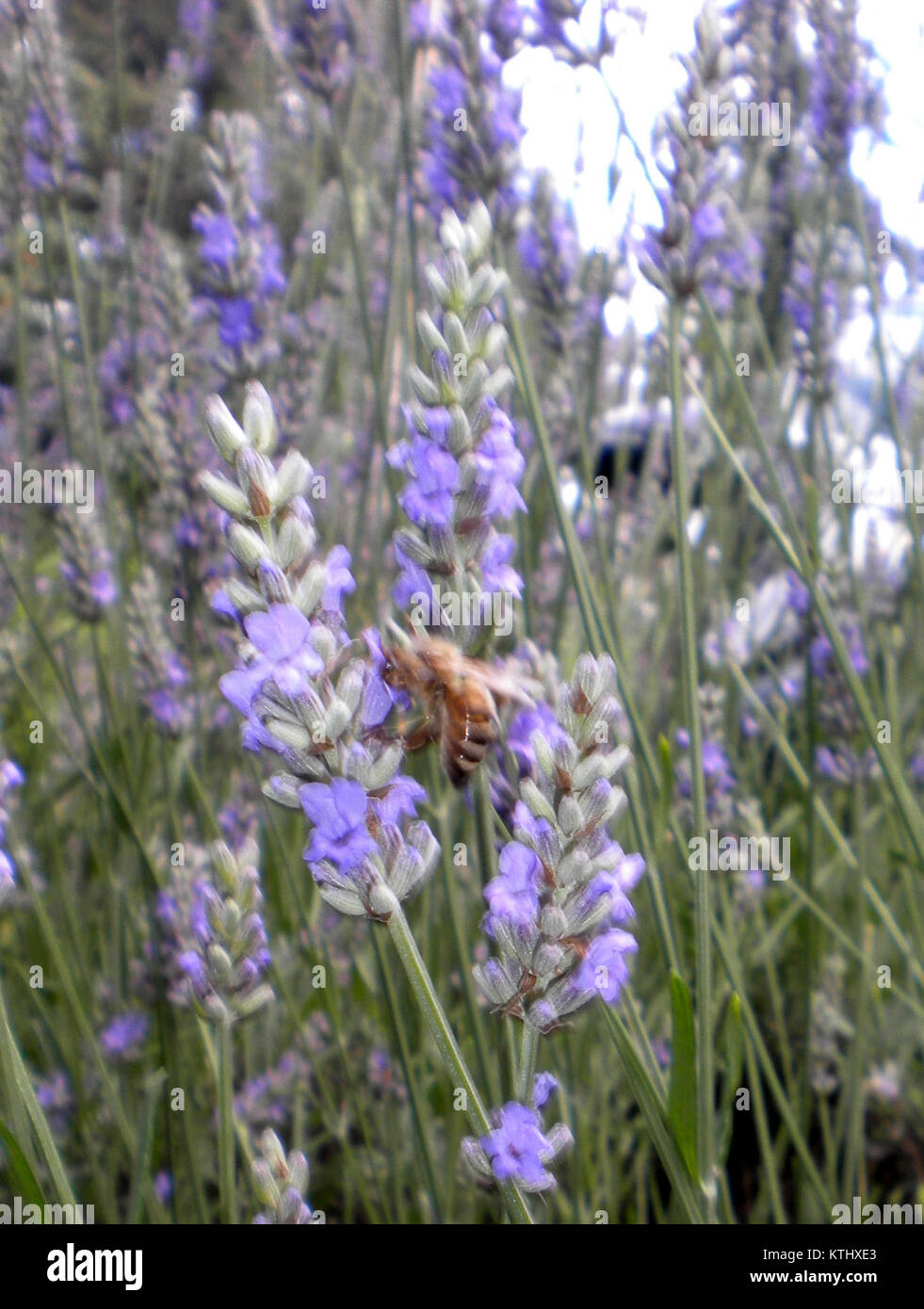 Une image ou une représentation intitulée « Bee Out Front », qui pourrait représenter une figure ou un symbole d'abeille proéminent, mettant l'accent sur sa signification dans la nature ou en tant qu'élément visuel. Il peut s'agir d'une conception ou d'une interprétation artistique d'une abeille. Banque D'Images