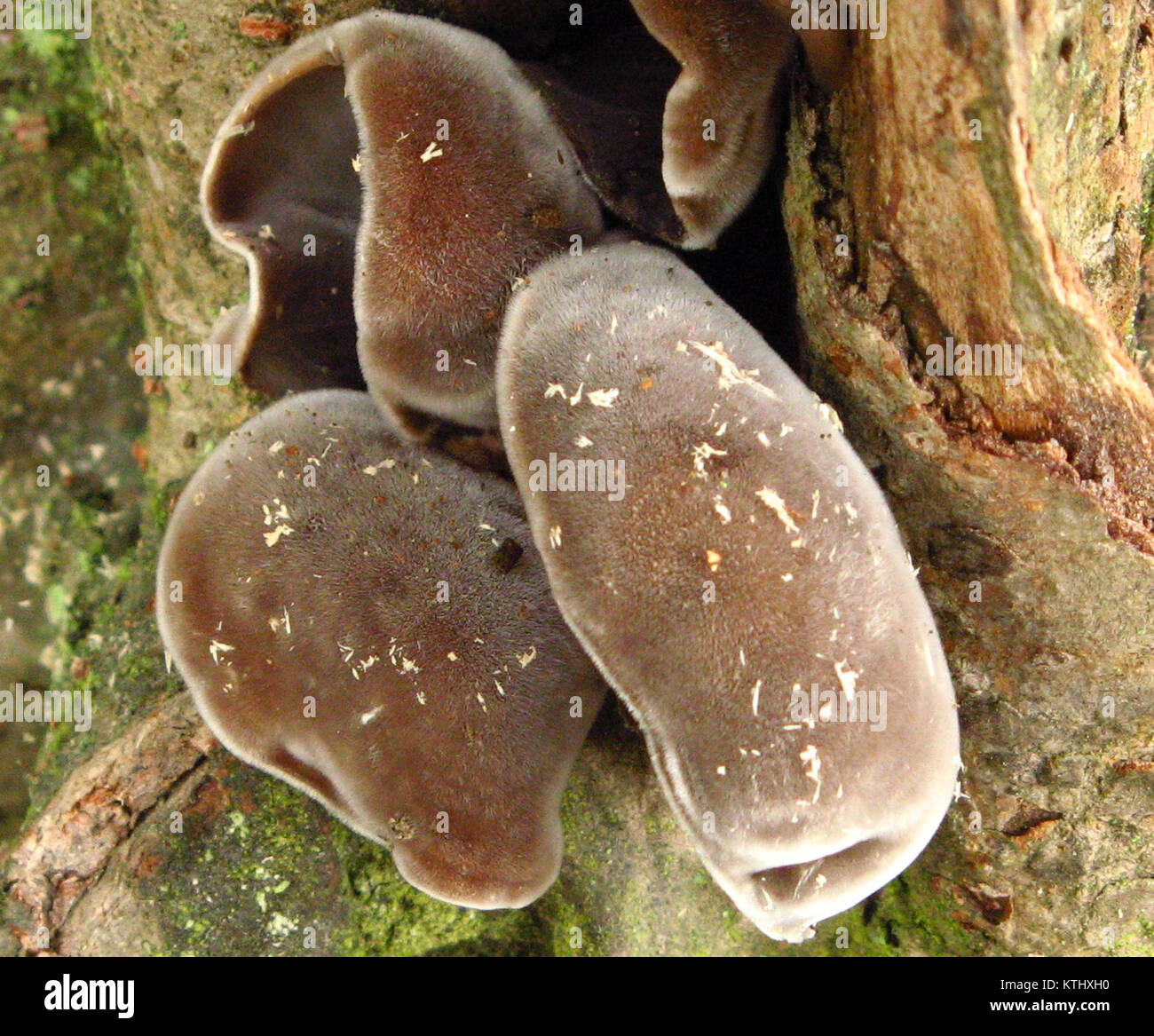 Une étude détaillée ou une représentation de Auricularia polytricha, un type de champignon connu pour sa forme distinctive et ses propriétés médicinales, offrant un aperçu de sa biologie. Banque D'Images