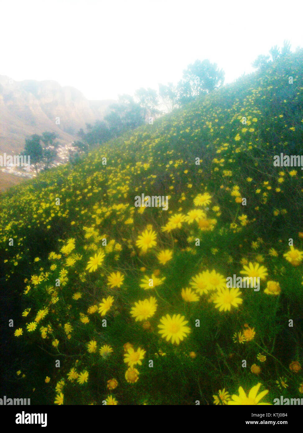 Asteraceous fynbos daisies Signal Hill Cape Town Banque D'Images