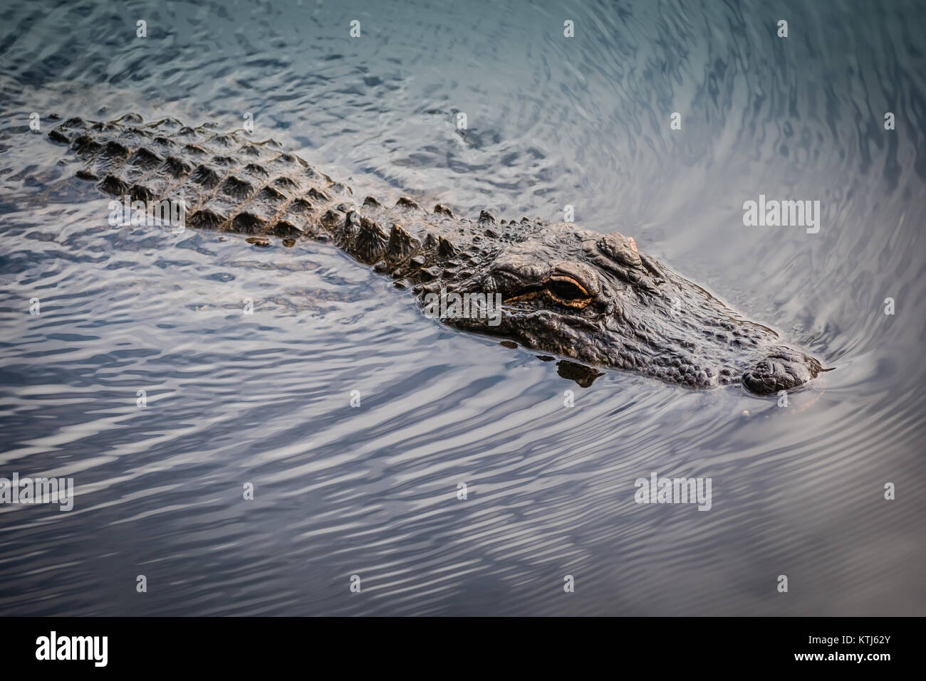 Crocodile flottant sur l'eau Banque D'Images