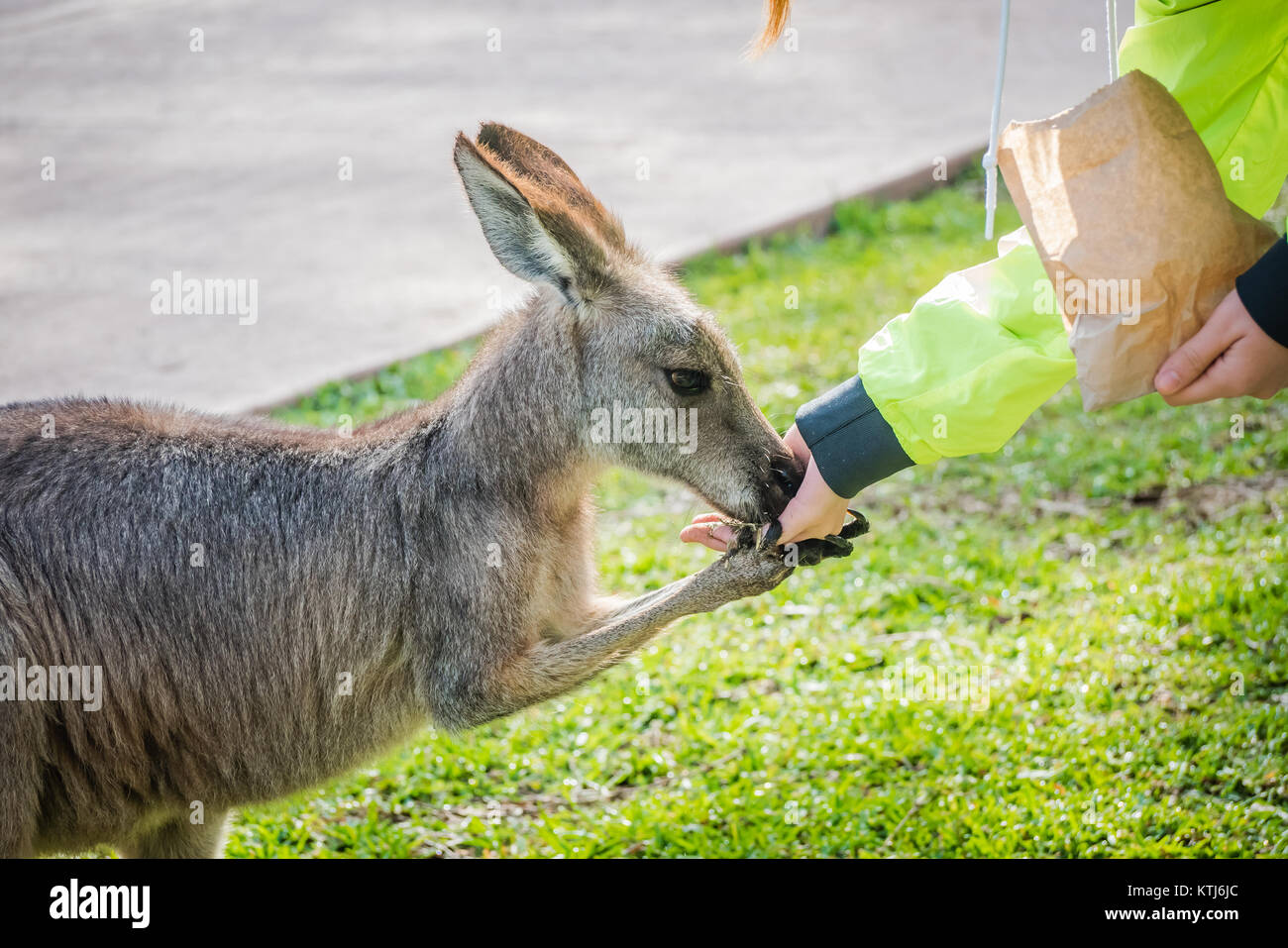 Bebe Kangourou Banque D Image Et Photos Alamy