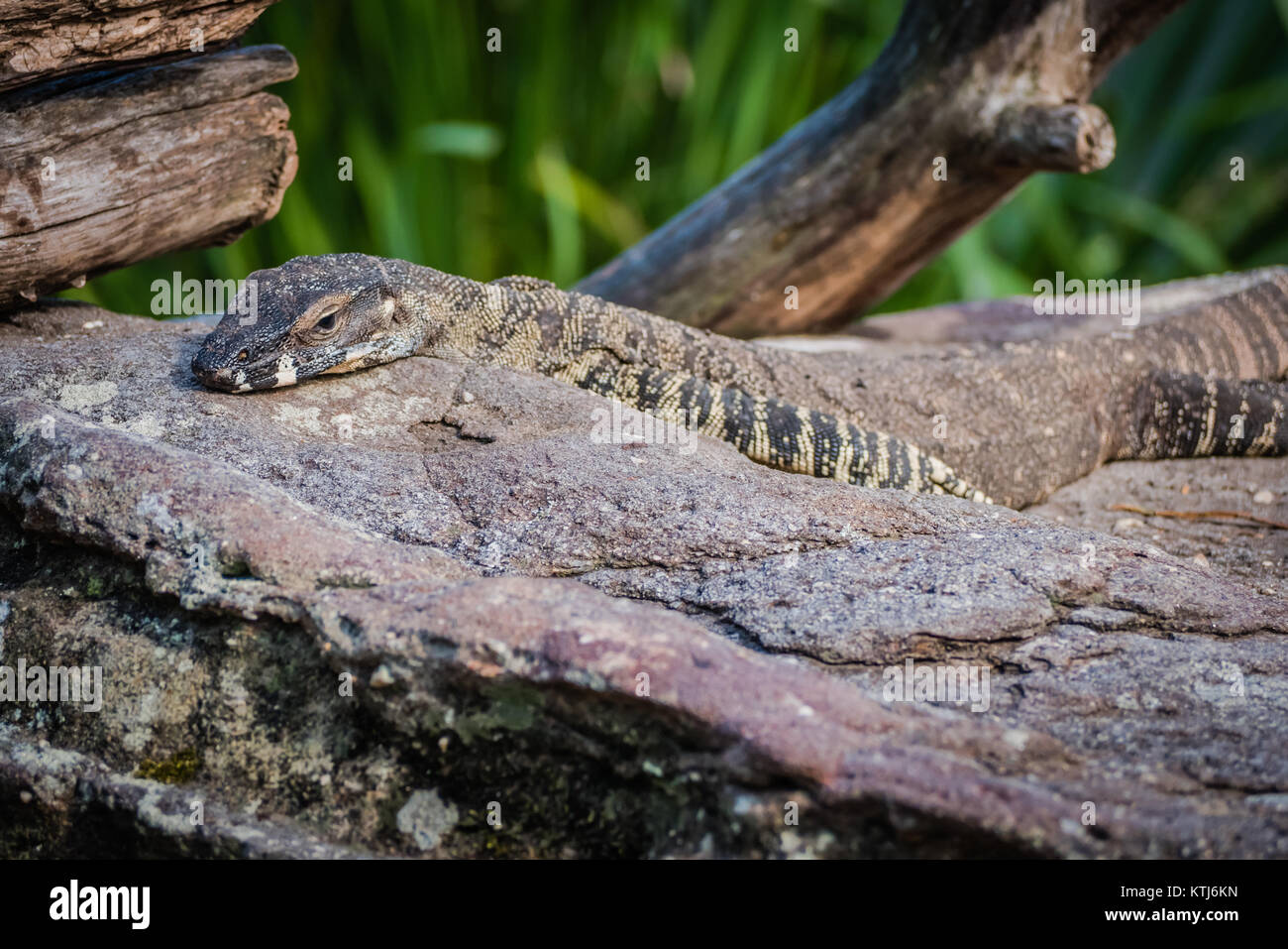 Lace monitor lizard Banque D'Images