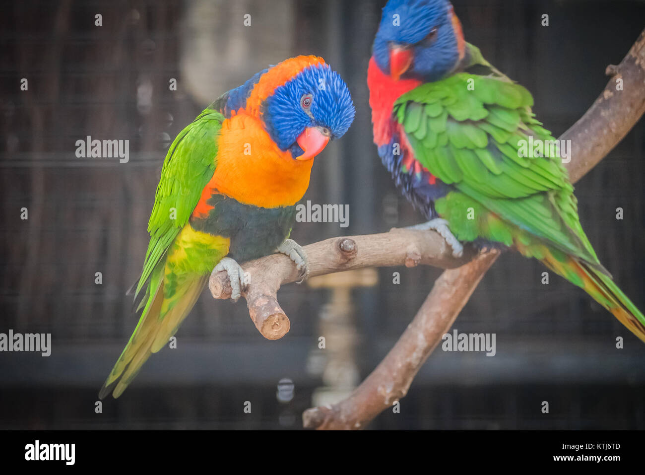 Rainbow lorikeet est une espèce d'trouvés en Australie Banque D'Images