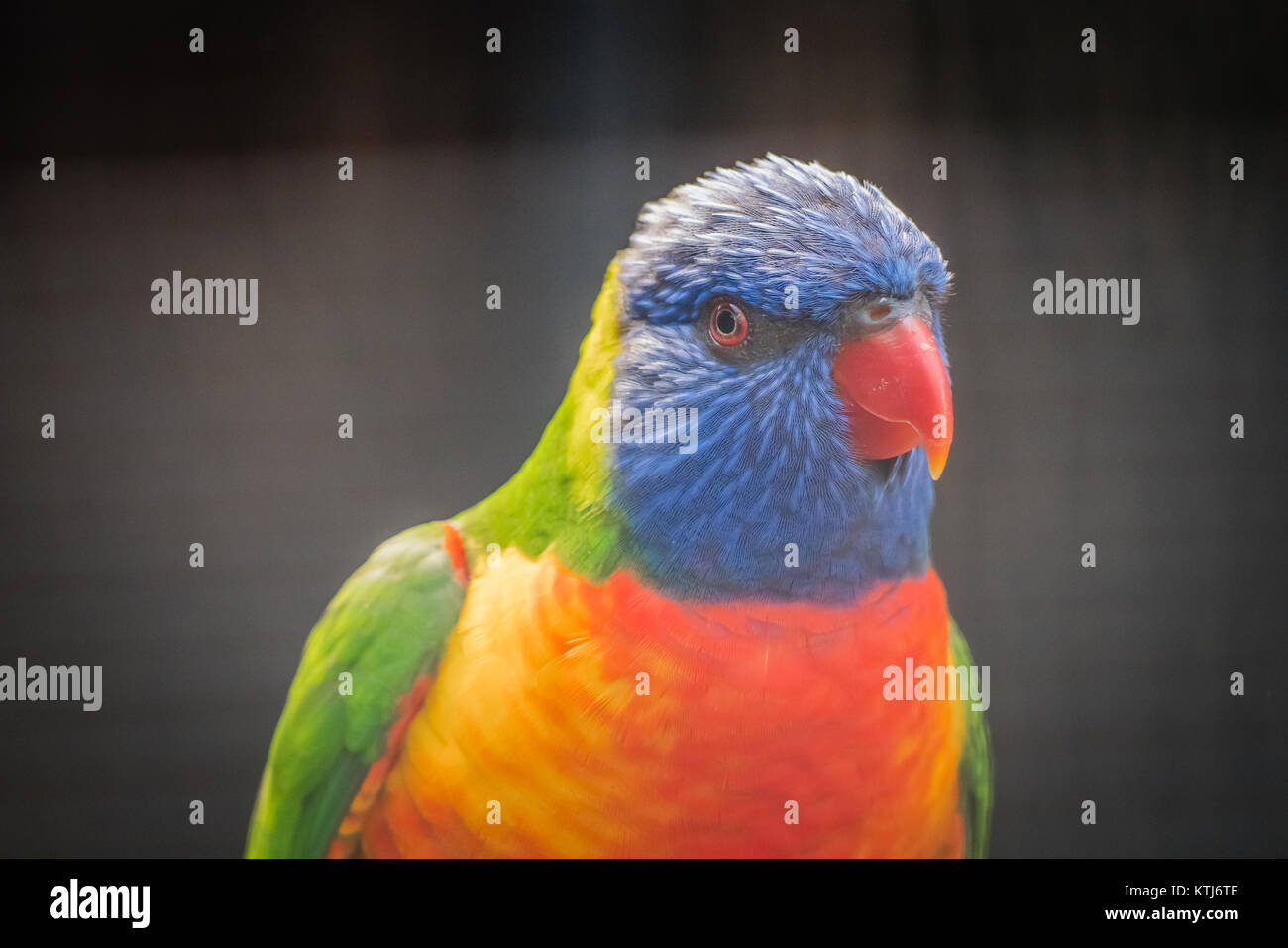 Rainbow lorikeet est une espèce d'trouvés en Australie Banque D'Images