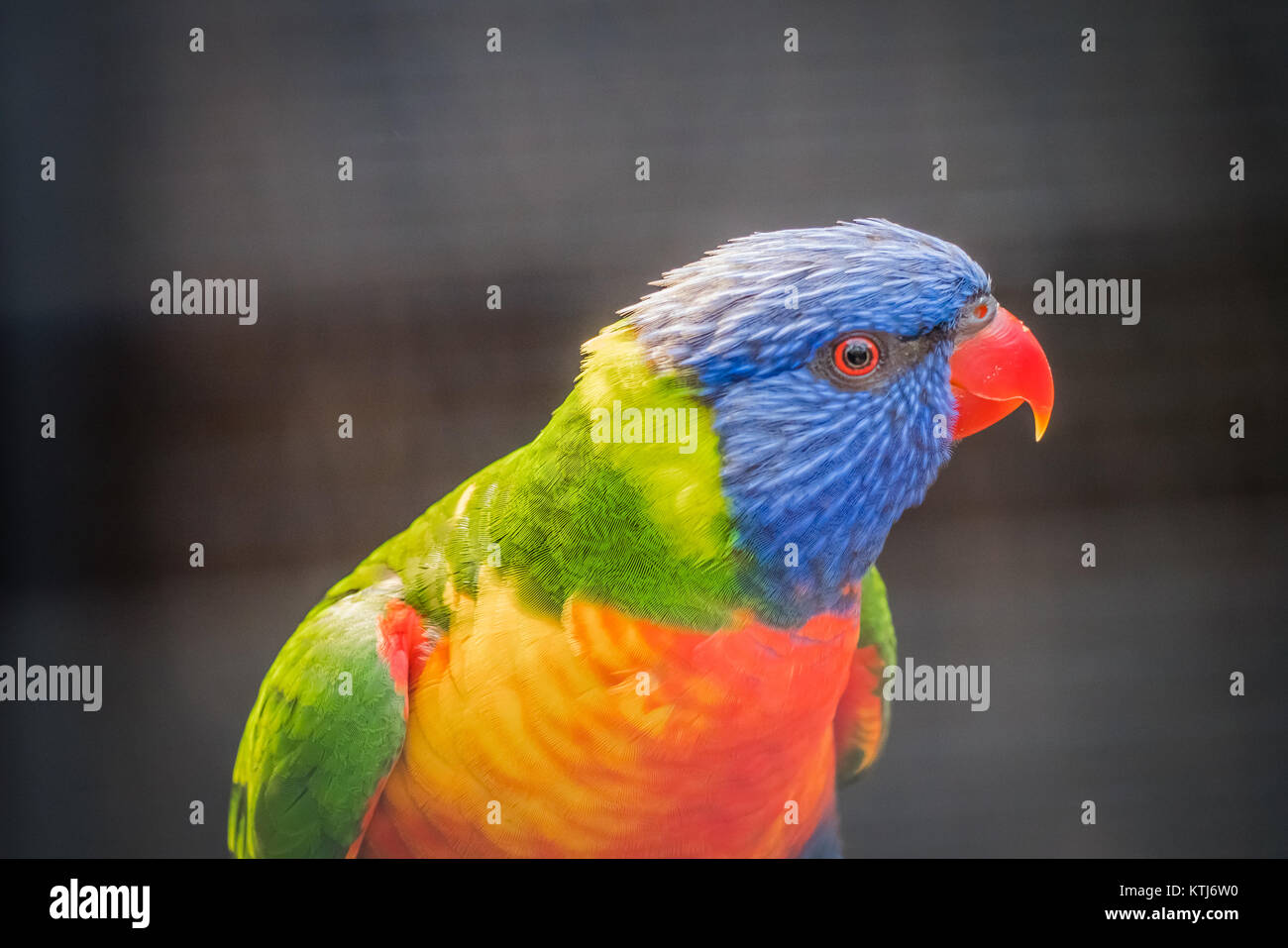 Rainbow lorikeet est une espèce d'trouvés en Australie Banque D'Images