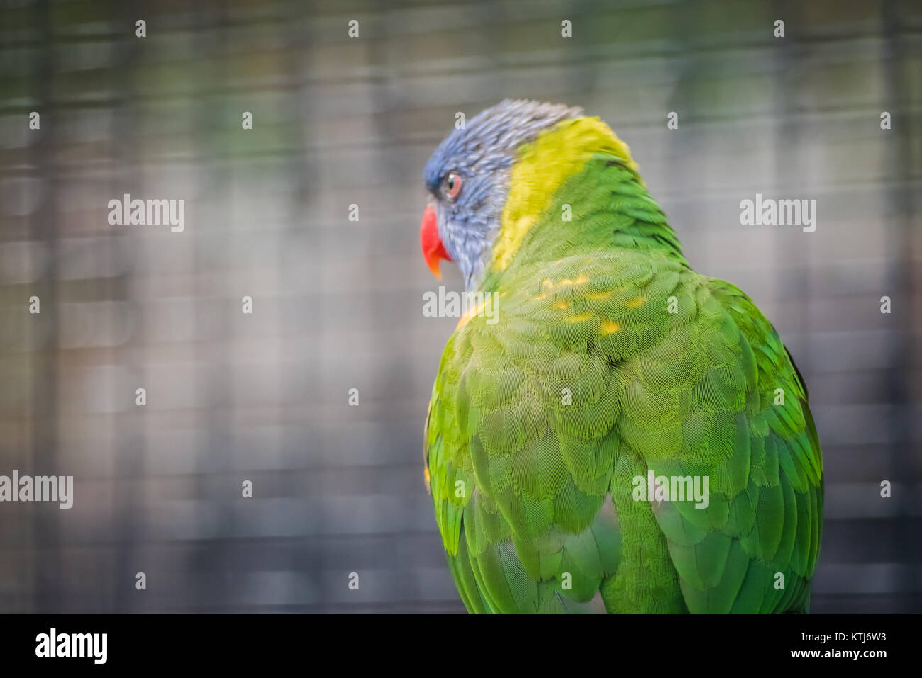Rainbow lorikeet est une espèce d'trouvés en Australie Banque D'Images