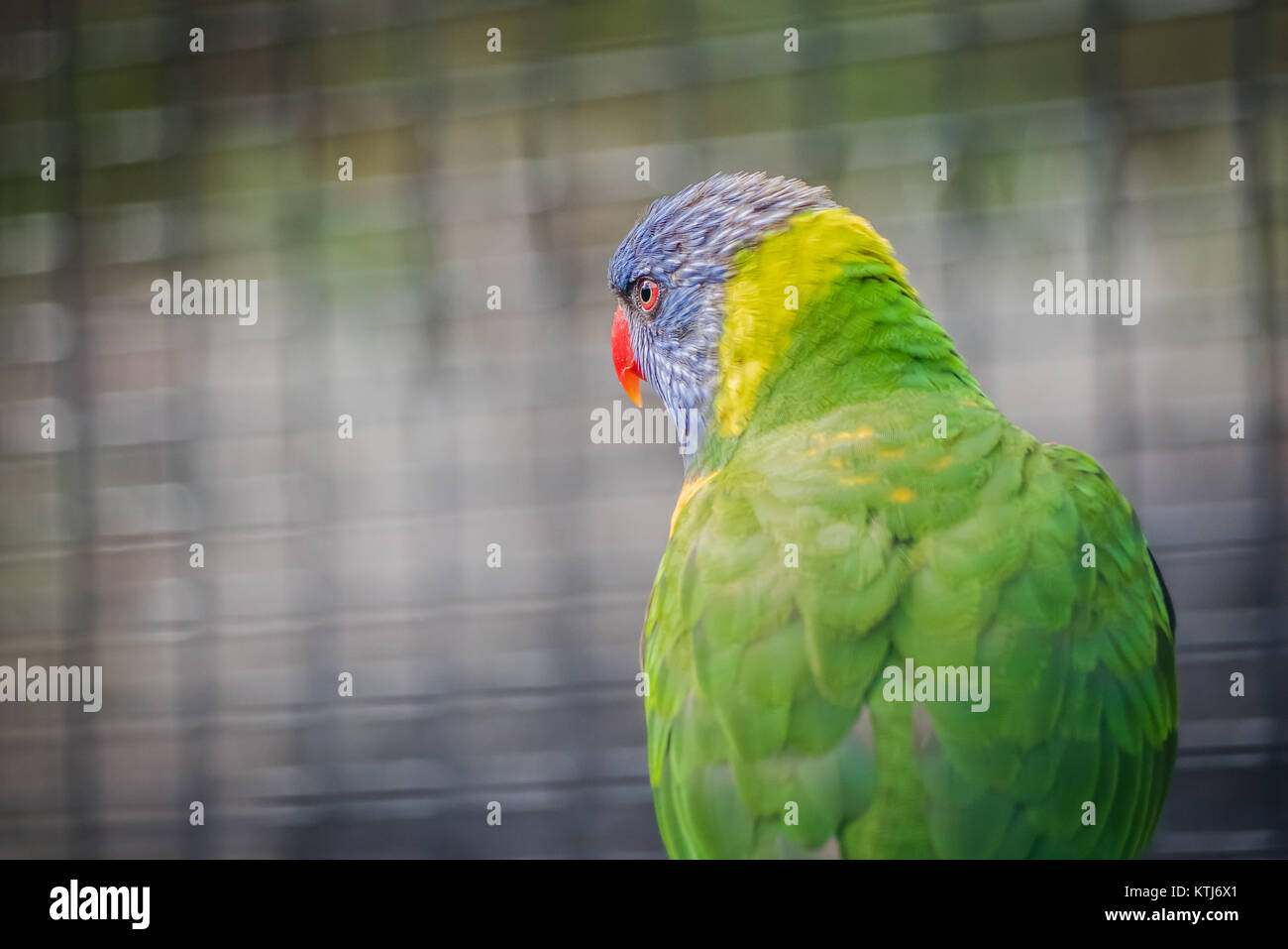 Rainbow lorikeet est une espèce d'trouvés en Australie Banque D'Images
