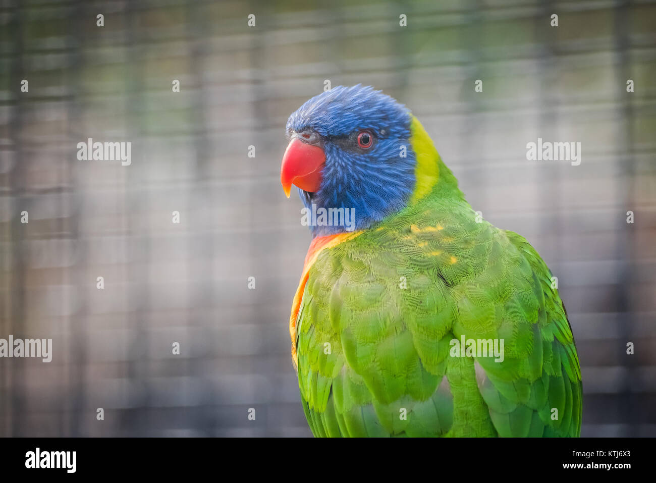 Rainbow lorikeet est une espèce d'trouvés en Australie Banque D'Images