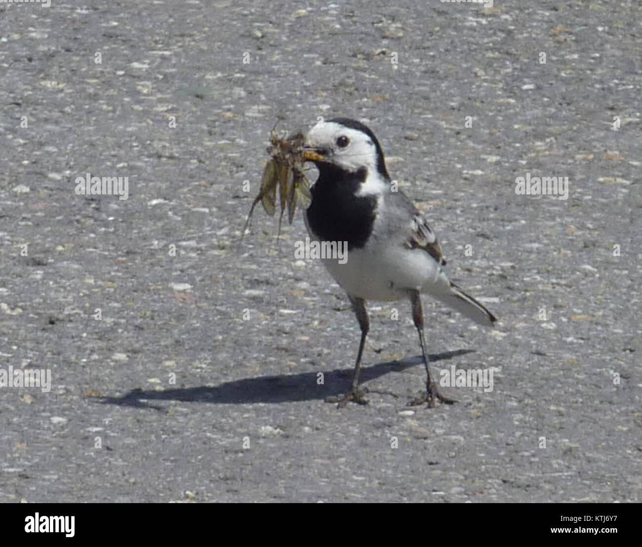 L'image intitulée 'Bachstelze mit Beute' (Wagtail avec proie) représente un oiseau à queue de chariot en action, montrant le comportement naturel de l'oiseau de chasse à la proie, capturé dans un moment d'activité. Banque D'Images